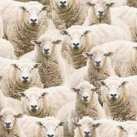 100% Cotton decorative fabric Sheeps digital print 221430